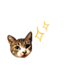 松浦家のねこさん（個別スタンプ：18）