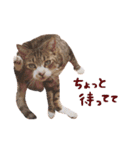 松浦家のねこさん（個別スタンプ：20）
