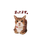 松浦家のねこさん（個別スタンプ：21）