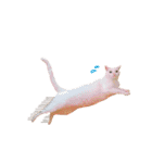 松浦家のねこさん（個別スタンプ：22）