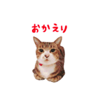 松浦家のねこさん（個別スタンプ：23）