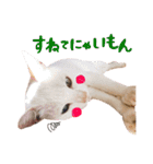 松浦家のねこさん（個別スタンプ：24）