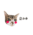 松浦家のねこさん（個別スタンプ：26）