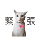 松浦家のねこさん（個別スタンプ：27）