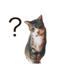 松浦家のねこさん（個別スタンプ：28）