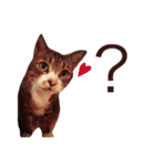 松浦家のねこさん（個別スタンプ：29）
