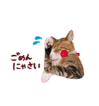 松浦家のねこさん（個別スタンプ：32）