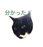 まっしゅうさんとピリカム（個別スタンプ：1）