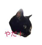 まっしゅうさんとピリカム（個別スタンプ：2）