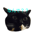 まっしゅうさんとピリカム（個別スタンプ：3）