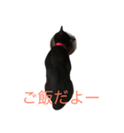 まっしゅうさんとピリカム（個別スタンプ：8）