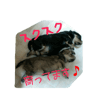 安産を祈って（個別スタンプ：4）