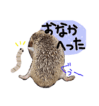 ハリネズミのコロンさん（個別スタンプ：5）