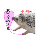 ハリネズミのコロンさん（個別スタンプ：14）