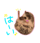 ハリネズミのコロンさん（個別スタンプ：17）