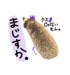 ハリネズミのコロンさん（個別スタンプ：20）