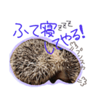 ハリネズミのコロンさん（個別スタンプ：21）