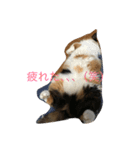 ブーちゃん、メイちゃん（個別スタンプ：8）