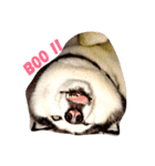 Dog days collection1 English version（個別スタンプ：2）