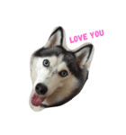 Dog days collection1 English version（個別スタンプ：8）