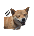 Shiba Queen Nico（個別スタンプ：1）