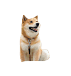 Shiba Queen Nico（個別スタンプ：12）