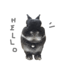 Baro The Rabbit（個別スタンプ：1）
