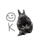 Baro The Rabbit（個別スタンプ：3）