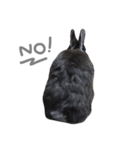 Baro The Rabbit（個別スタンプ：4）