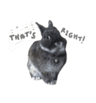 Baro The Rabbit（個別スタンプ：6）