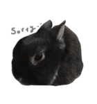Baro The Rabbit（個別スタンプ：7）