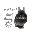 Baro The Rabbit（個別スタンプ：9）