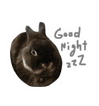 Baro The Rabbit（個別スタンプ：10）