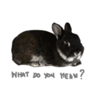 Baro The Rabbit（個別スタンプ：11）