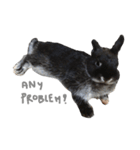 Baro The Rabbit（個別スタンプ：12）