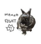 Baro The Rabbit（個別スタンプ：13）