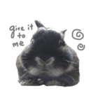 Baro The Rabbit（個別スタンプ：14）