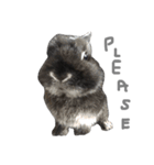 Baro The Rabbit（個別スタンプ：15）