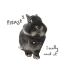 Baro The Rabbit（個別スタンプ：16）