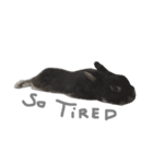 Baro The Rabbit（個別スタンプ：17）