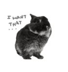 Baro The Rabbit（個別スタンプ：18）