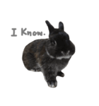 Baro The Rabbit（個別スタンプ：19）