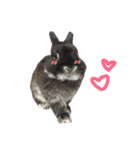 Baro The Rabbit（個別スタンプ：21）