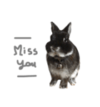 Baro The Rabbit（個別スタンプ：22）