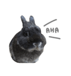 Baro The Rabbit（個別スタンプ：23）