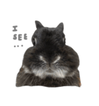 Baro The Rabbit（個別スタンプ：26）