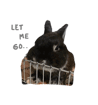 Baro The Rabbit（個別スタンプ：28）