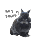 Baro The Rabbit（個別スタンプ：29）