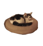 bunzo2（個別スタンプ：7）