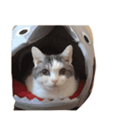 bunzo2（個別スタンプ：15）